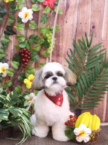 20230810みたらしちゃん